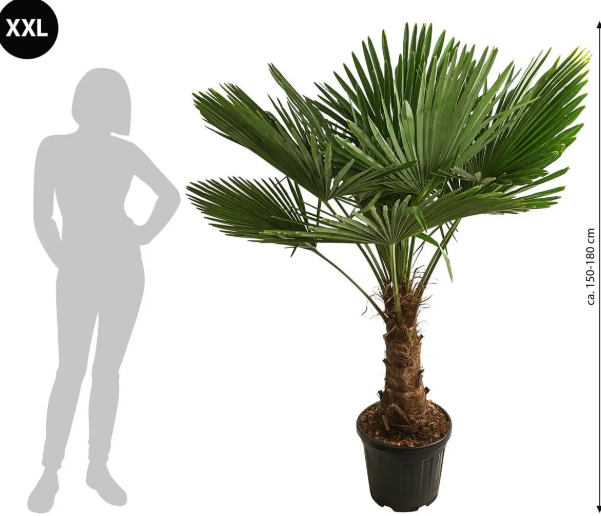 XXL Hanfpalme, ca. 150-180 cm