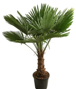 XXL Hanfpalme, ca. 150-180 cm