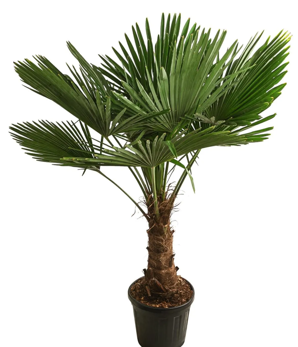 XXL Hanfpalme, ca. 150-180 cm