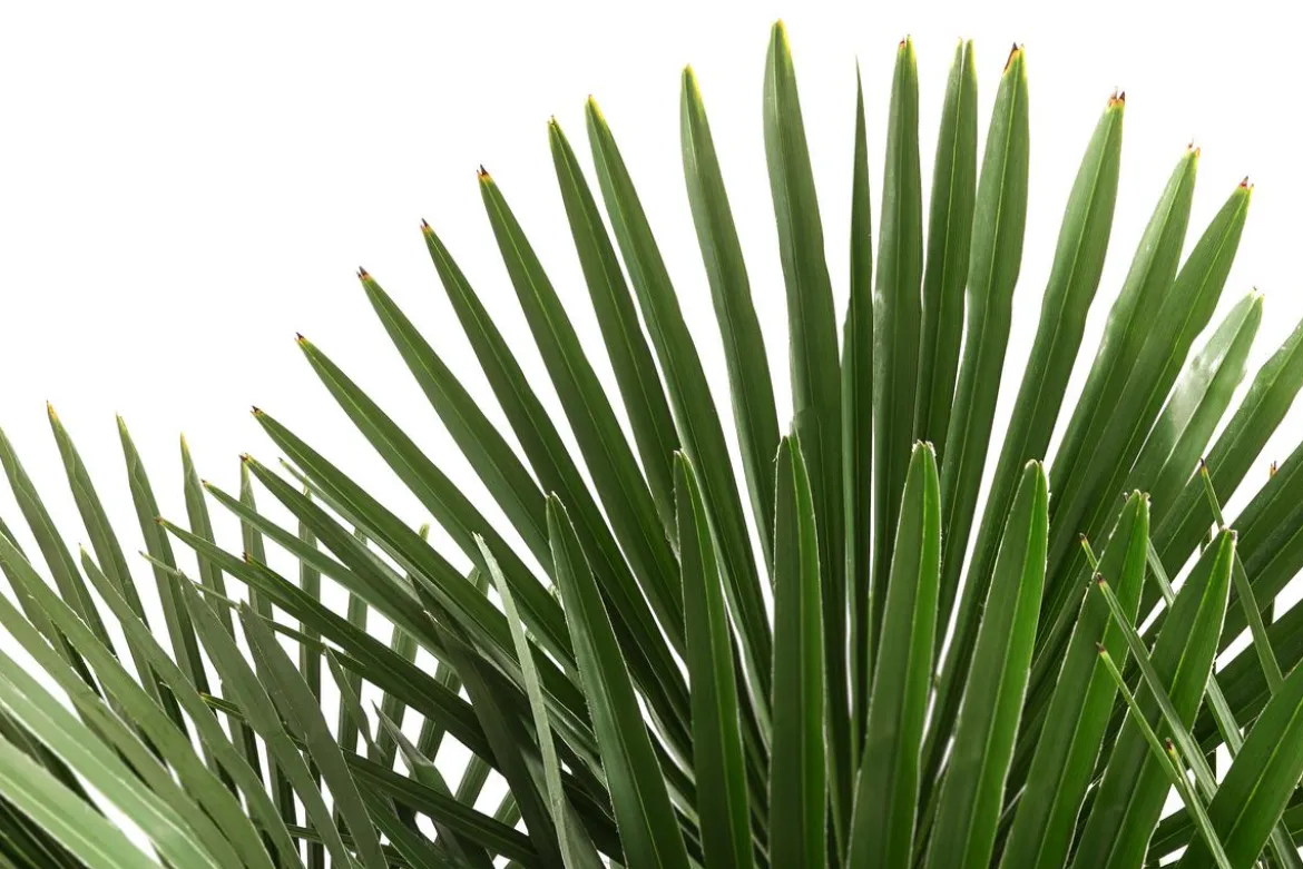 XXL Hanfpalme, ca. 150-180 cm