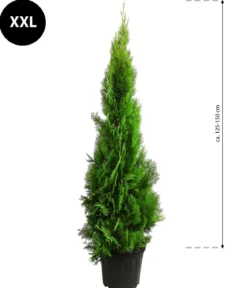 XXL Lebensbaum 'Pyramidalis Aurea', ca. 125-150 cm