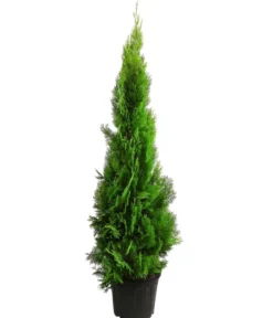 XXL Lebensbaum 'Pyramidalis Aurea', ca. 125-150 cm