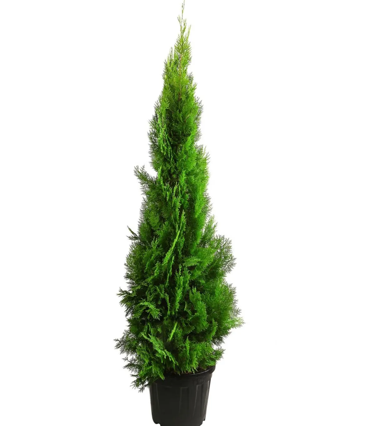 XXL Lebensbaum 'Pyramidalis Aurea', ca. 125-150 cm
