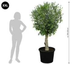XXL Olivenbaum, ca. 180-220 cm