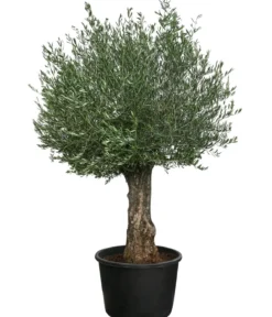 XXL Olivenbaum, ca. 180-200 cm
