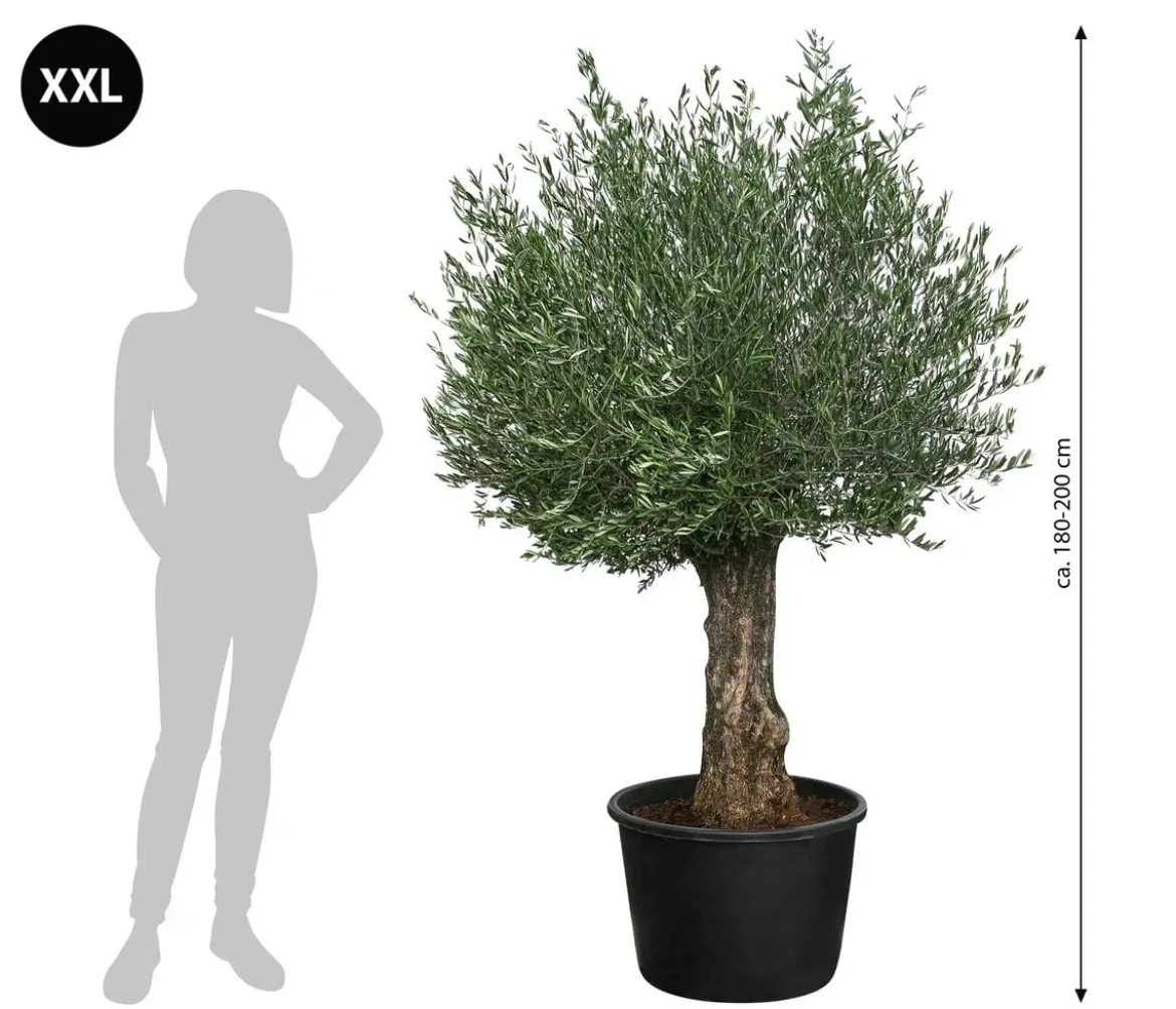 XXL Olivenbaum, ca. 180-200 cm