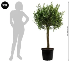XXL Olivenbaum, ca. 160-170 cm