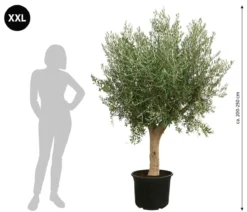 XXL Olivenbaum, ca. 200-250 cm