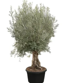 XXL Olivenbaum, ca. 200-250 cm