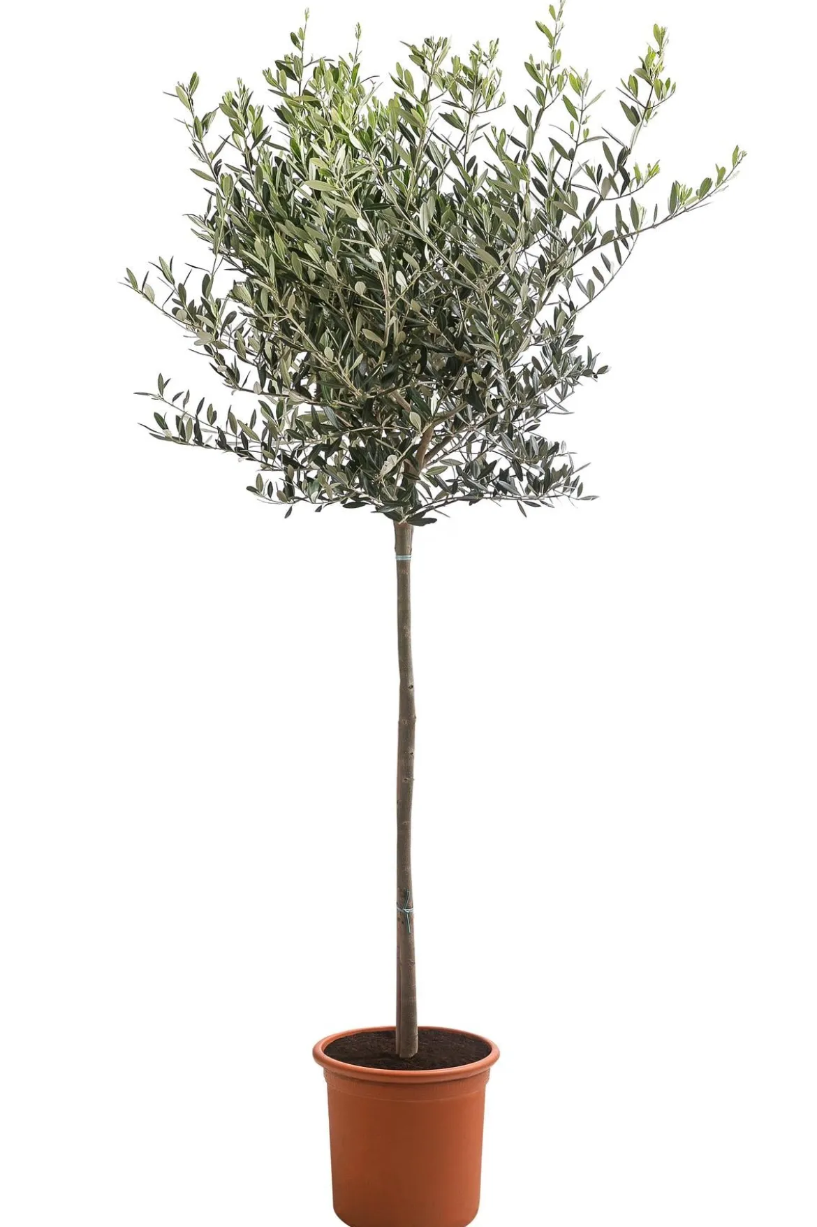 XXL Olivenstamm 'Leccino', ca. 180-200 cm