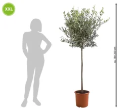 XXL Olivenstamm 'Leccino', ca. 180-200 cm