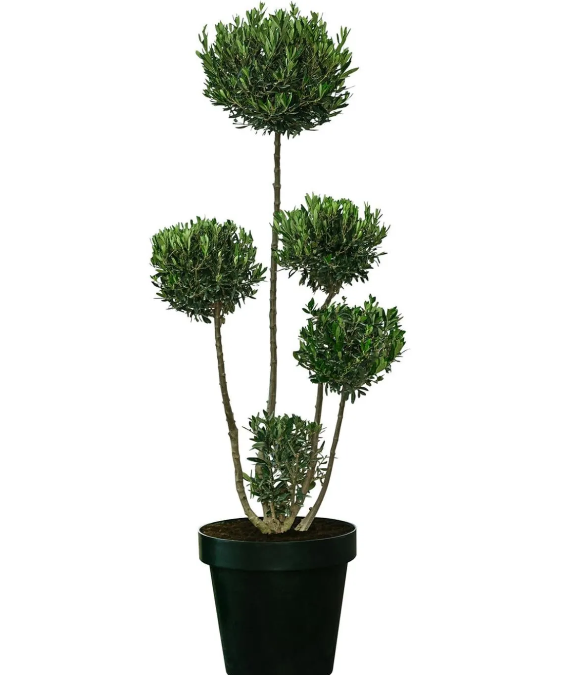 XXL Pompon-Olivenbaum, ca. 160-180 cm