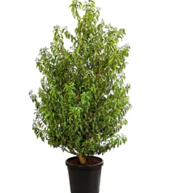 XXL Portugiesischer Kirschlorbeer 'Angustifolia', ca. 130-150 cm