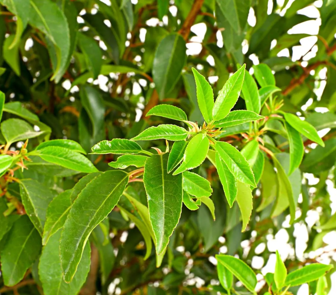 XXL Portugiesischer Kirschlorbeer 'Angustifolia', ca. 130-150 cm