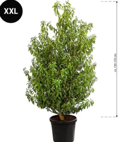 XXL Portugiesischer Kirschlorbeer 'Angustifolia', ca. 130-150 cm