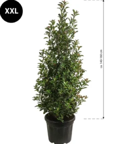 XXL Purpur-Glanzmispel 'Glanzkopf', ca. 140-160 cm