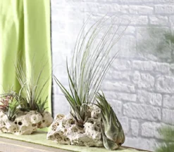 XXL Tillandsien-Set - Tillandsia Hybride, 3-teilig