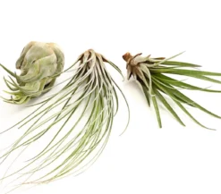 XXL Tillandsien-Set - Tillandsia Hybride, 3-teilig