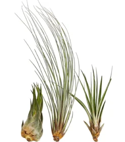 XXL Tillandsien-Set - Tillandsia Hybride, 3-teilig