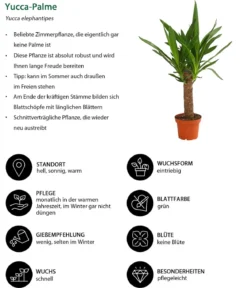 Yucca-Palme - Yucca elephantipes