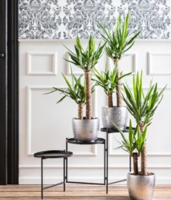 Yucca-Palme - Yucca elephantipes