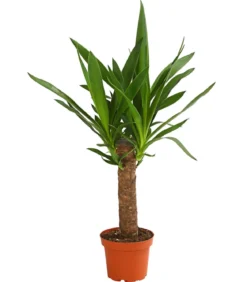 Yucca-Palme - Yucca elephantipes