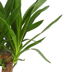 Yucca-Palme - Yucca elephantipes