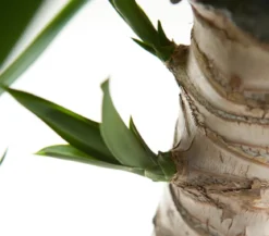 Yucca-Palme - Yucca elephantipes