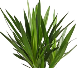 Yucca-Palme - Yucca elephantipes 'Maya-Tree'