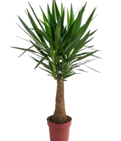 Yucca-Palme - Yucca elephantipes 'Maya-Tree'