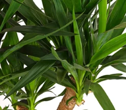 Yucca-Palme - Yucca elephantipes, verzweigt