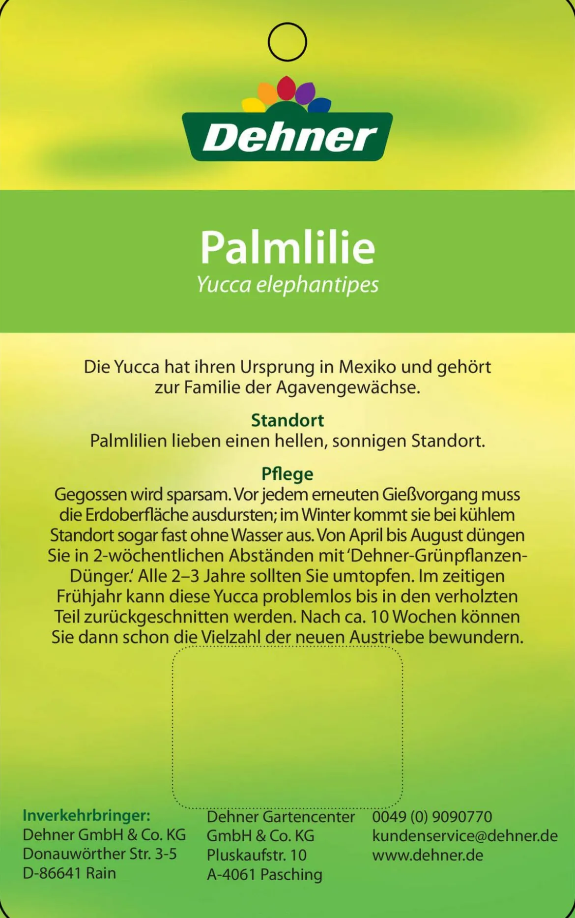 Yucca-Palme - Yucca elephantipes, verzweigt