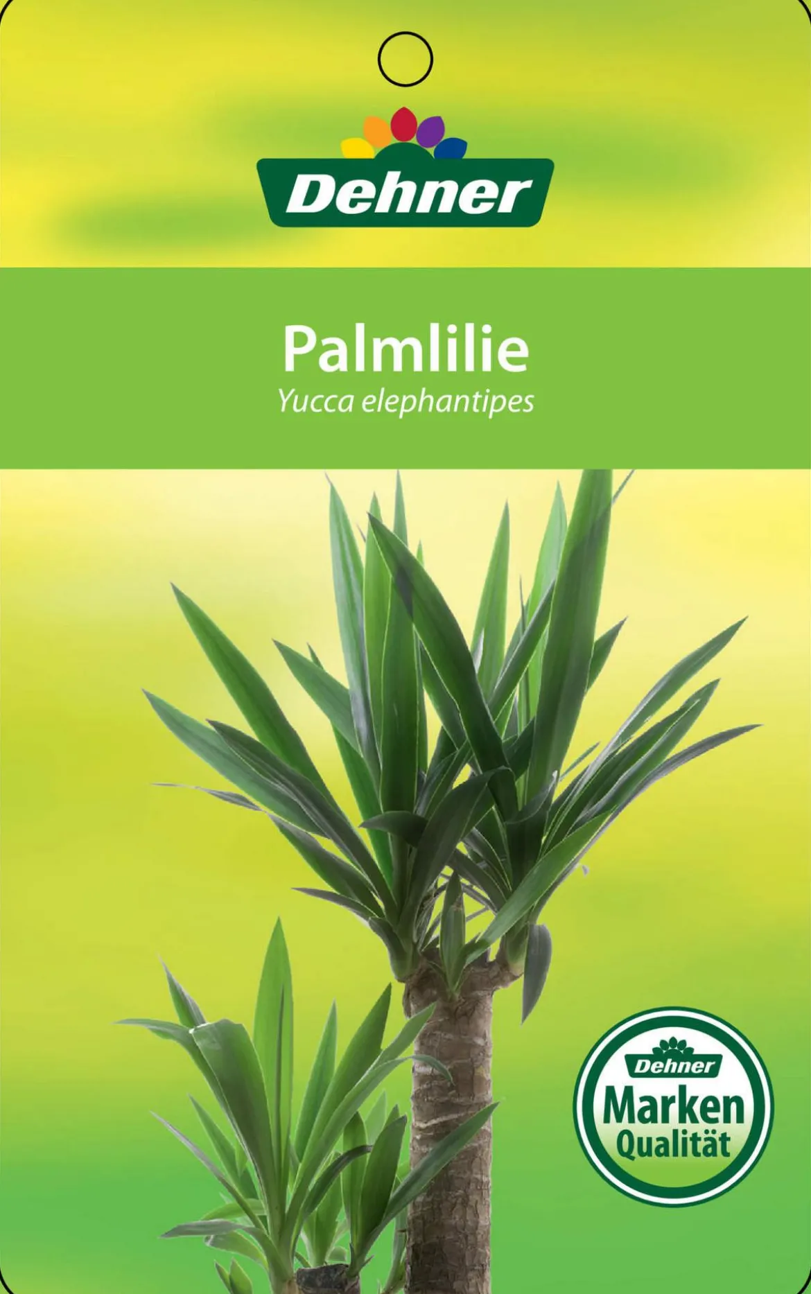 Yucca-Palme - Yucca elephantipes, verzweigt