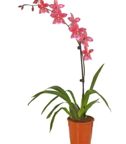 Zahnzungen-Orchidee - Odontoglossum-Hybriden, verschiedene Sorten