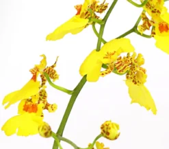 Zahnzungen-Orchidee - Odontoglossum-Hybriden, verschiedene Sorten