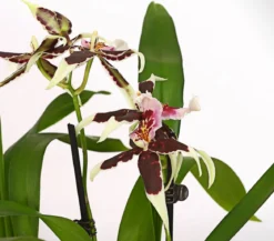 Zahnzungen-Orchidee - Odontoglossum-Hybriden, verschiedene Sorten