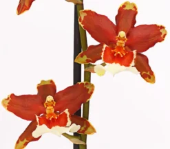 Zahnzungen-Orchidee - Odontoglossum-Hybriden, verschiedene Sorten