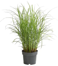 Zebra-Chinaschilf 'Zebrinus'