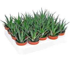 Zebra-Haworthie - Haworthia fasciata