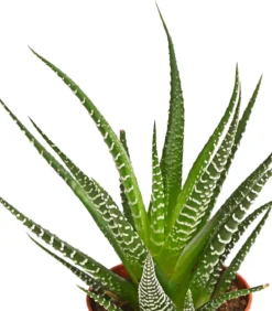 Zebra-Haworthie - Haworthia fasciata