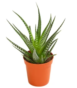 Zebra-Haworthie - Haworthia fasciata