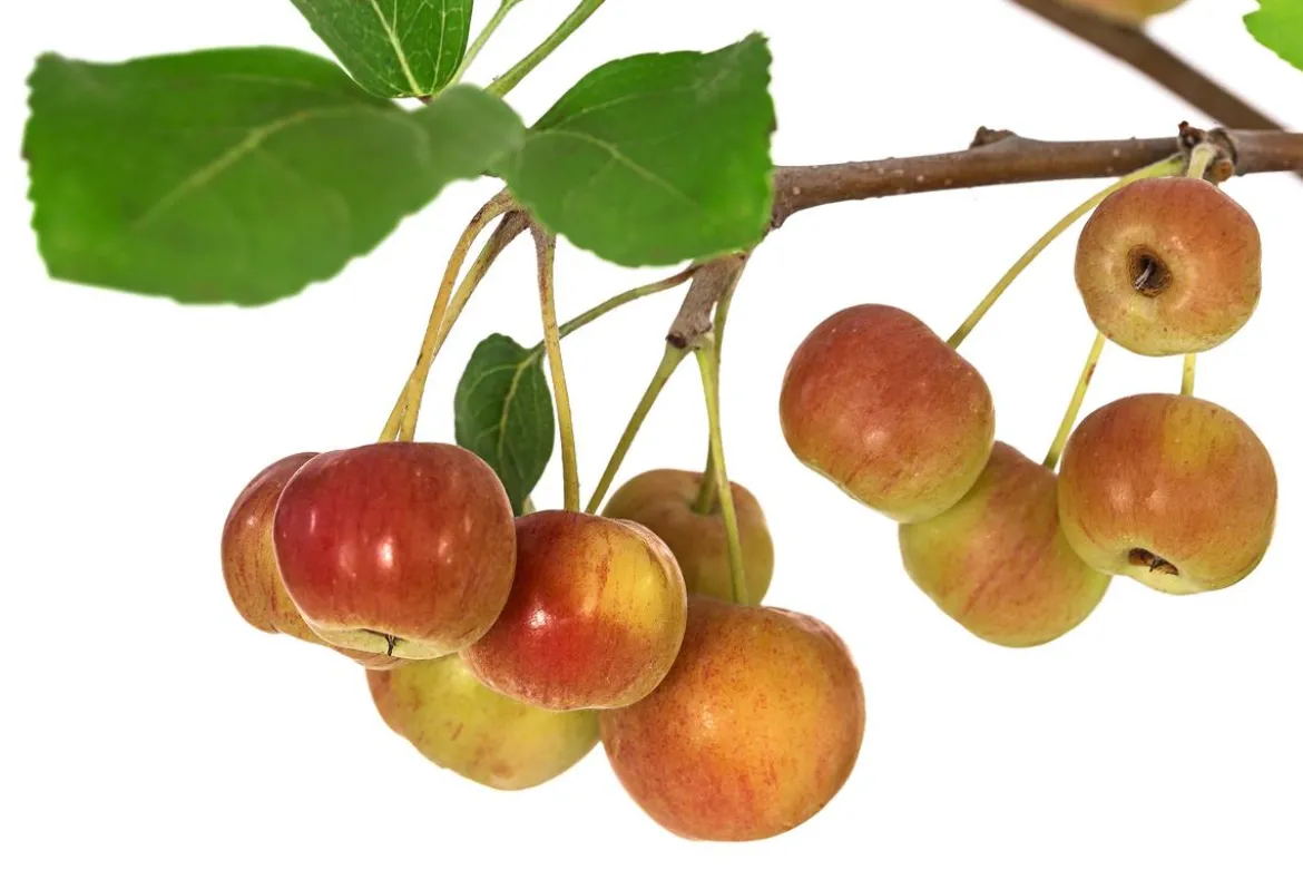 Zierapfel