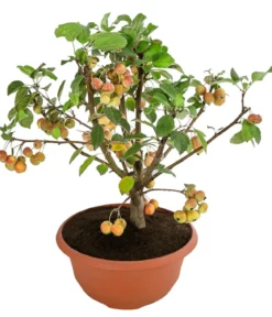 Zierapfel