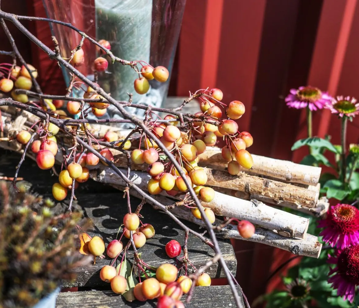 Zierapfel