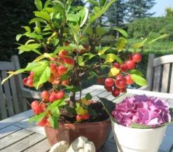 Zierapfel
