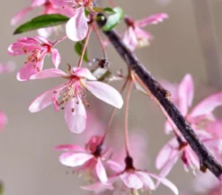 Zierapfel 'Royal Beauty', Kaskaden-Stämmchen