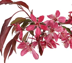 Zierapfel 'Royal Beauty', Kaskaden-Stämmchen