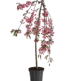 Zierapfel 'Royal Beauty', Kaskaden-Stämmchen