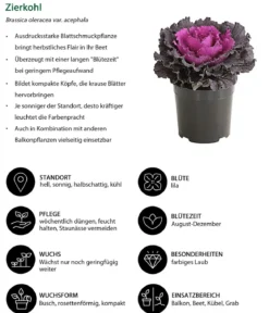 Zierkohl