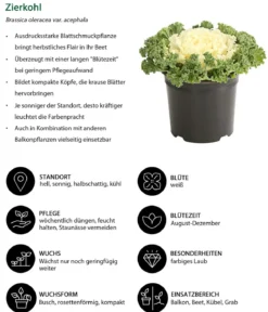 Zierkohl